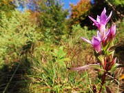 21 Gentianella anisodonta (Genzianella anisodonta)